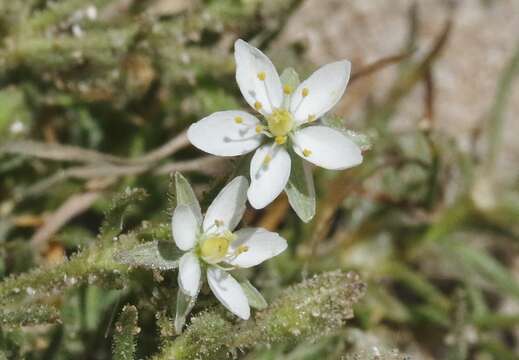 Imagem de Spergula villosa Persoon