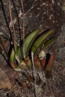 Image of Cattleya pabstii (F. E. L. Miranda & K. G. Lacerda) Van den Berg