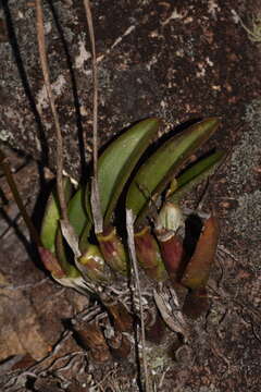 Image of Cattleya pabstii (F. E. L. Miranda & K. G. Lacerda) Van den Berg