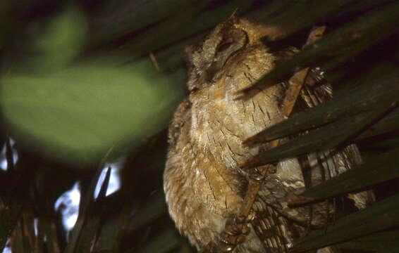 Image of Indian Scops Owl