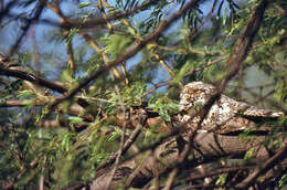 Image of Indian Nightjar