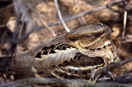 Image of Large-tailed Nightjar