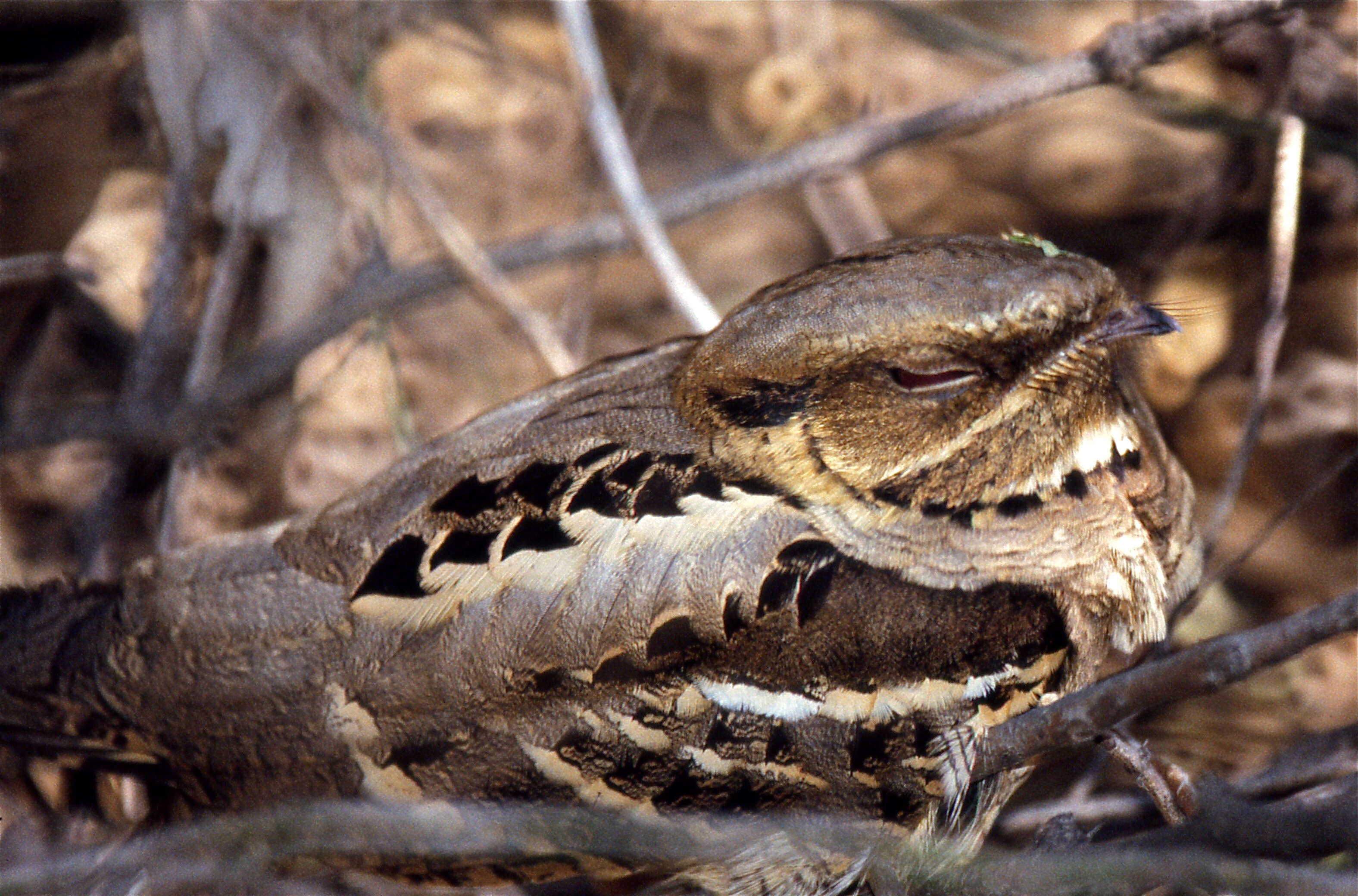 Image of Large-tailed Nightjar