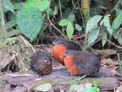 Image of Dark-backed Wood Quail