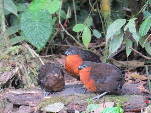 Image of Dark-backed Wood Quail