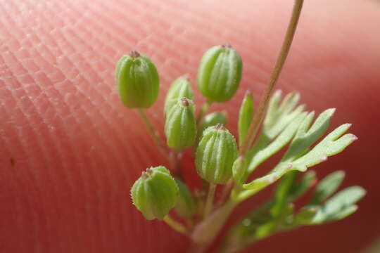 Image of Butler's sandparsley