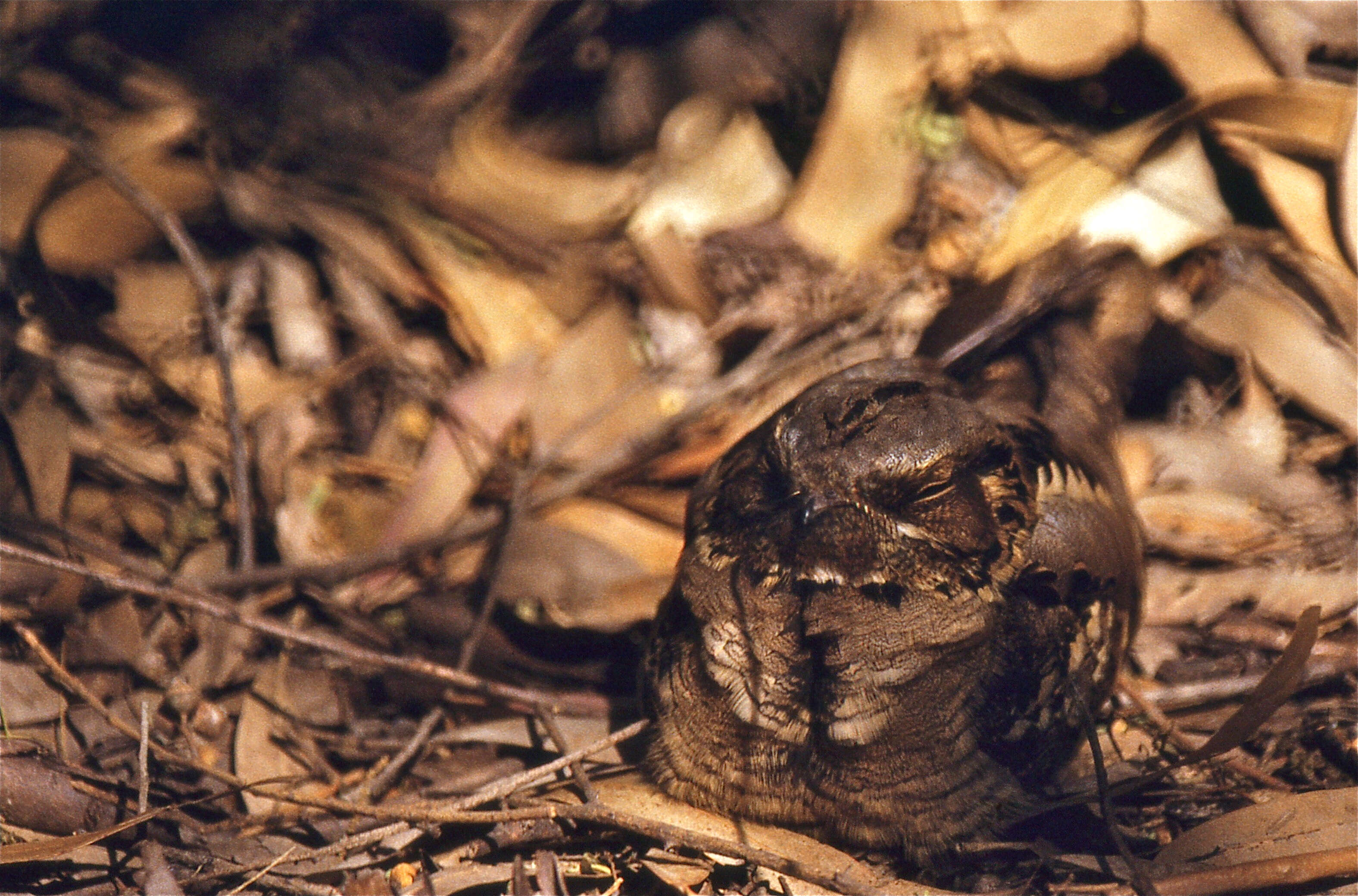 Image of Large-tailed Nightjar