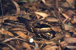 Image of Large-tailed Nightjar