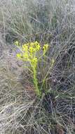 Image of low pinebarren milkwort