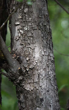 Sivun Diospyros californica (Brandegee) I. M. Johnst. kuva