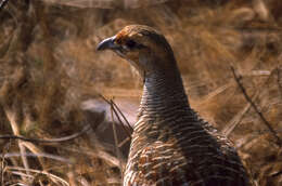 Image of Gray Francolin