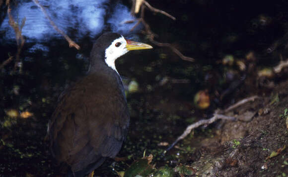 Image of White-breasted Waterhen