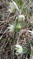 Image of eastern pasqueflower