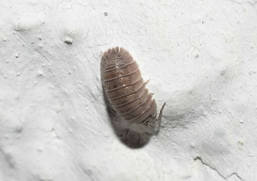 Image of Armadillidium peraccae Tua 1900