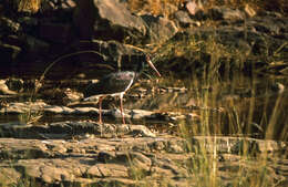 Image de Cigogne noire