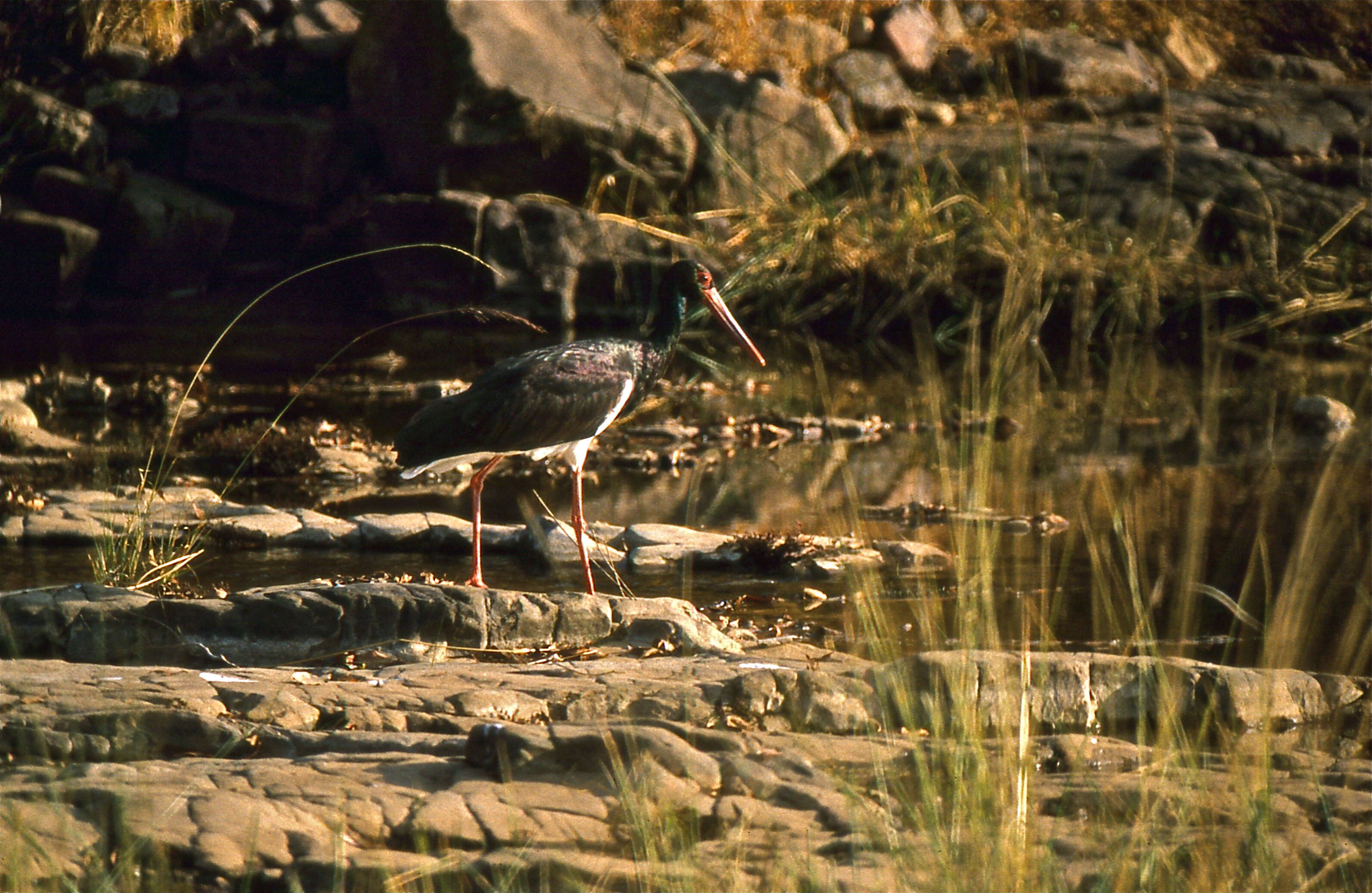 Image de Cigogne noire