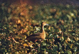 Image of Lesser Whistling Duck