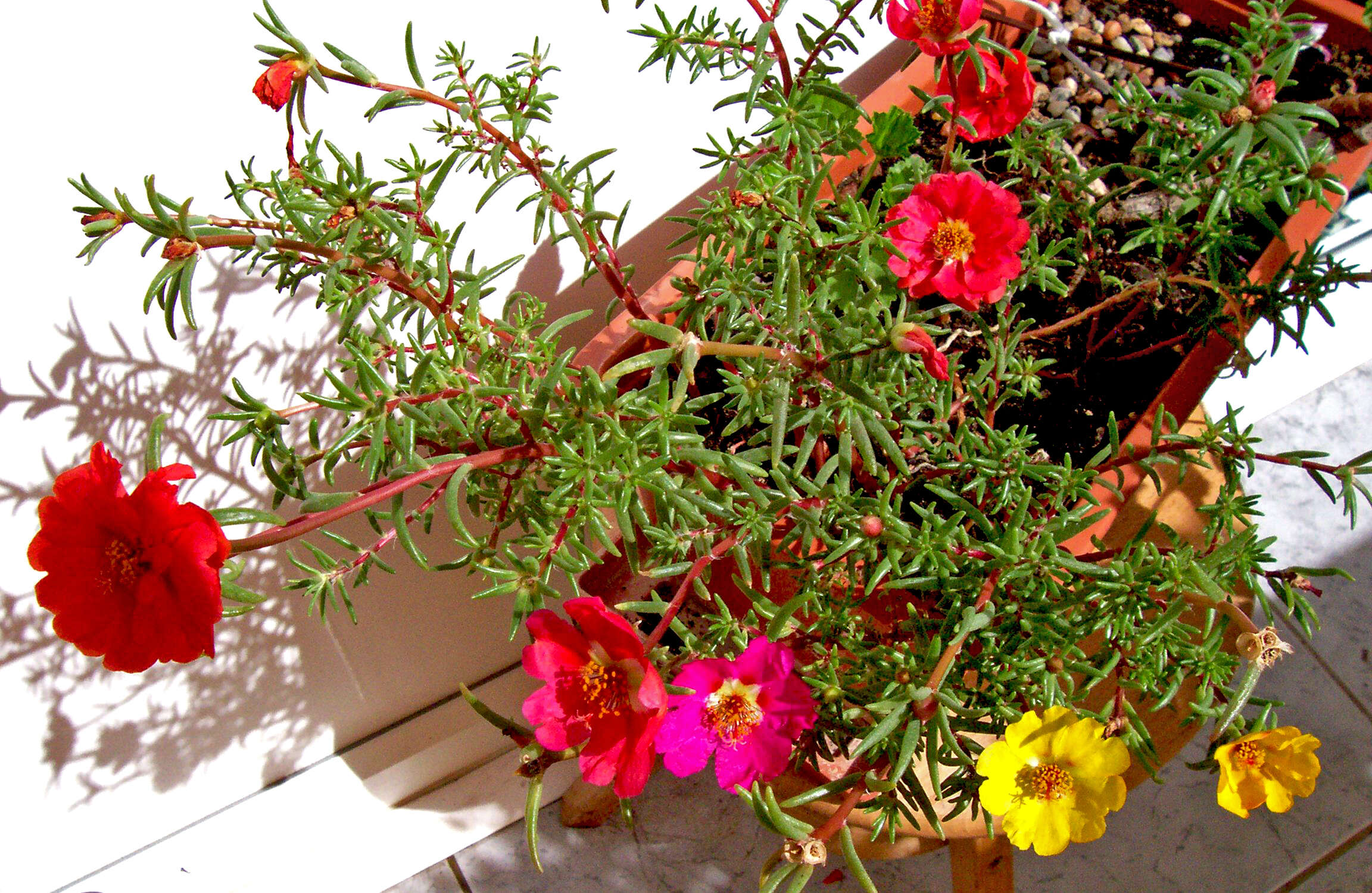 Image of Moss-rose Purslane