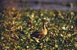 Image of Lesser Whistling Duck