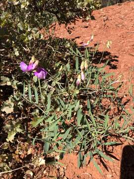 Sivun Lathyrus zionis C. L. Hitchc. kuva