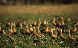 Image of Lesser Whistling Duck