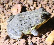 Image of African Bullfrog