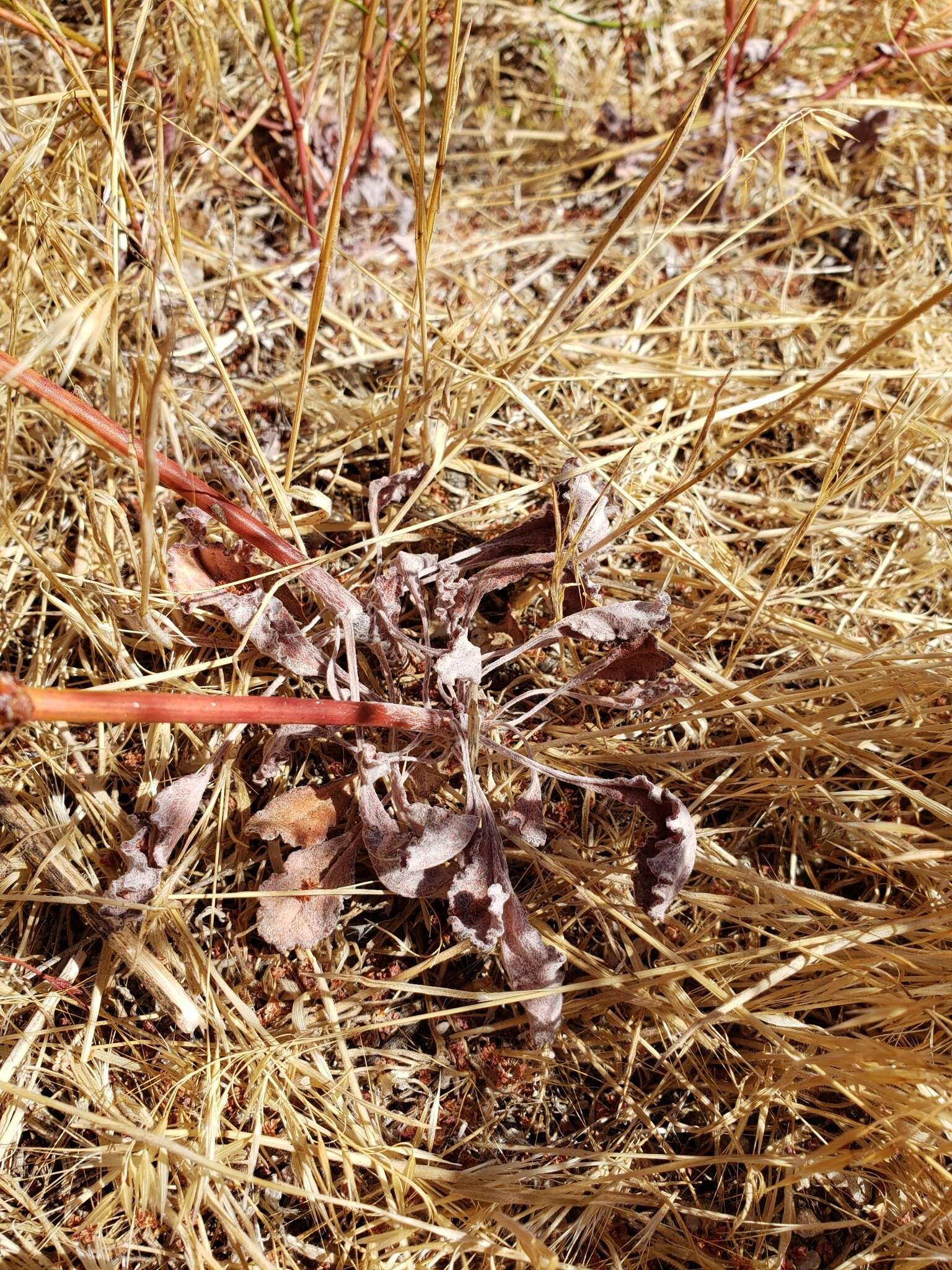 Image of slender woolly buckwheat