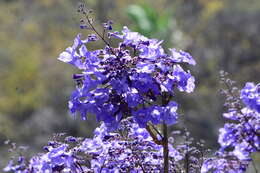 Sivun Jacaranda brasiliana (Lam.) Pers. kuva