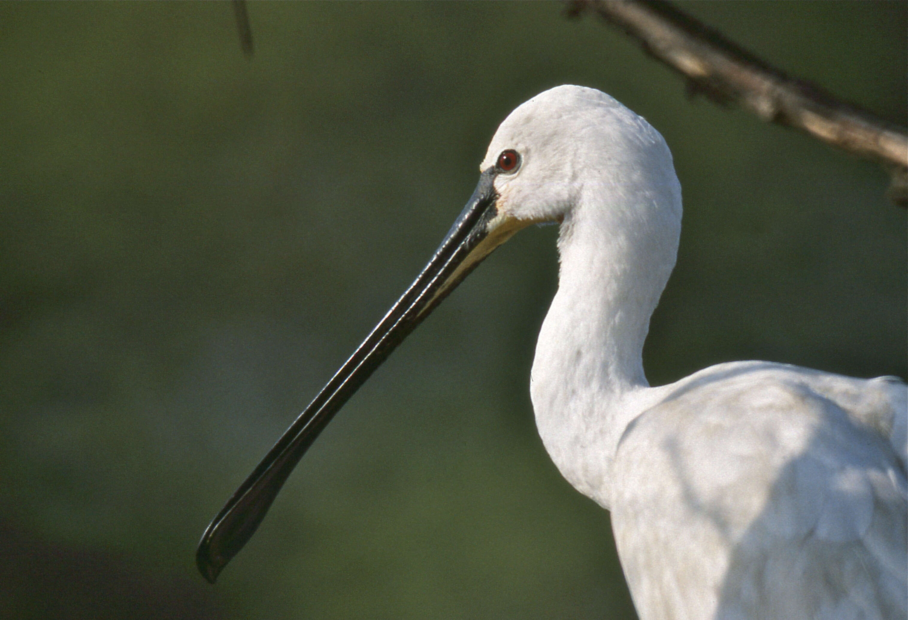 Image of spoonbill, eurasian spoonbill