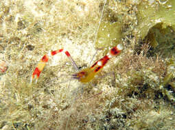 Image of Stenopus cyanoscelis Goy 1984