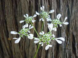 Image of Mediterranean hartwort