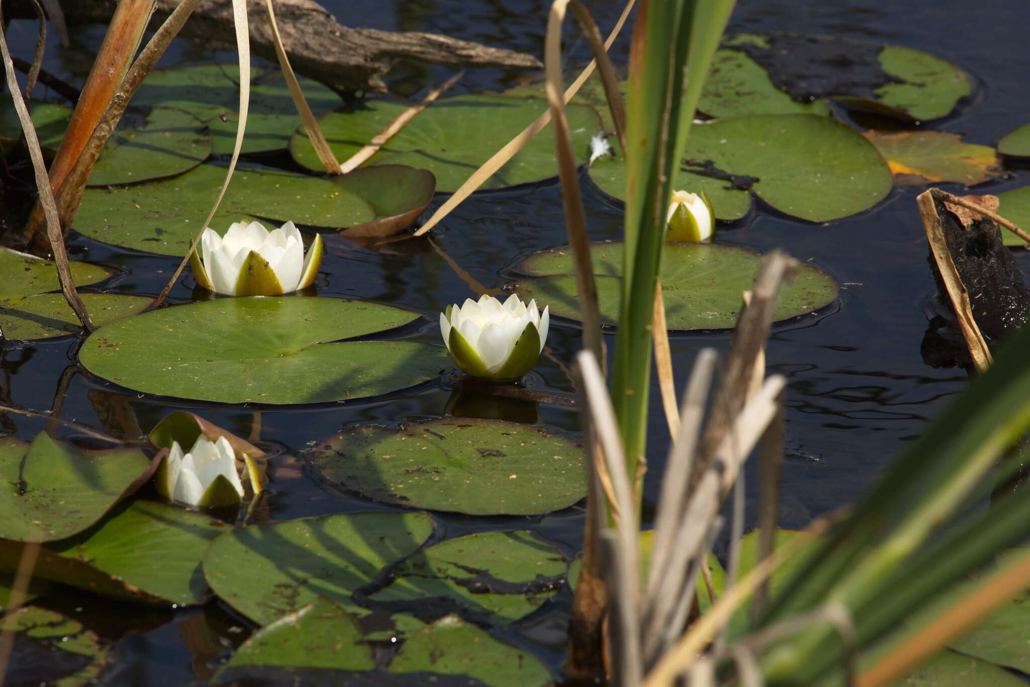 Plancia ëd Nymphaea candida C. Presl