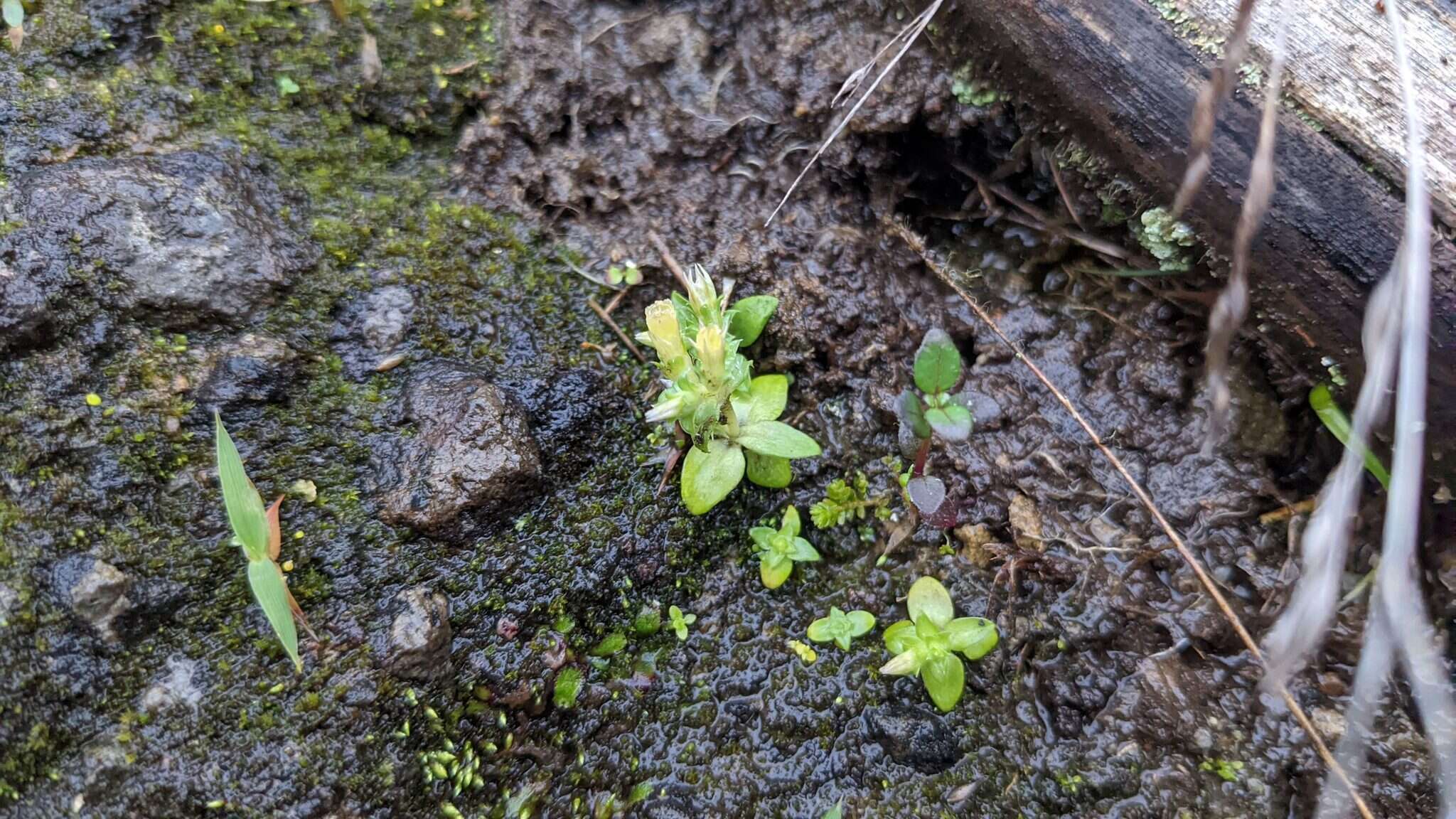 Image de Gentiana yokusai Burkill