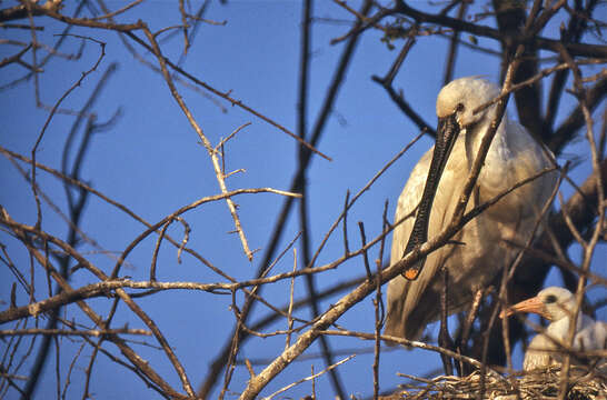 Image of spoonbill, eurasian spoonbill