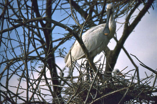 Image of spoonbill, eurasian spoonbill