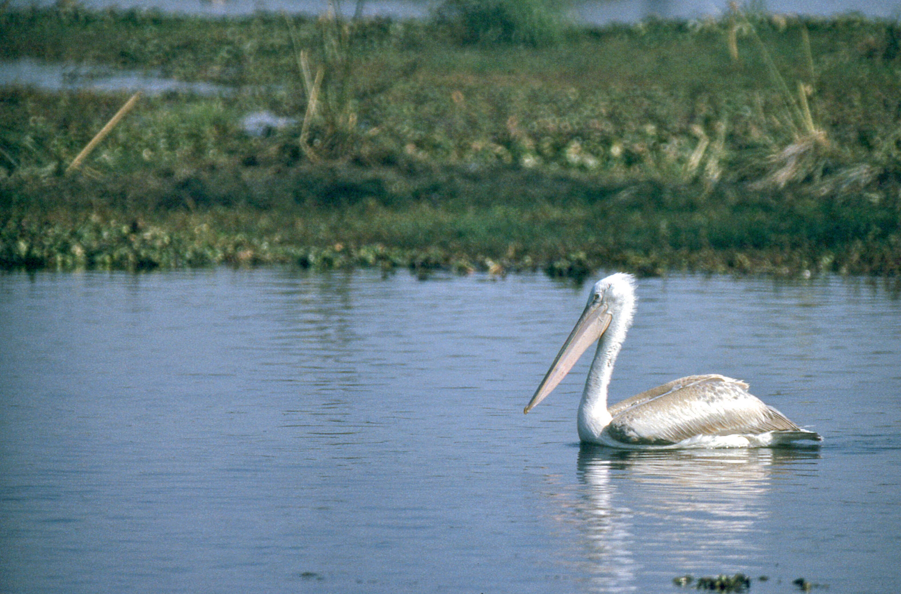 Image of Dalmatian Pelican