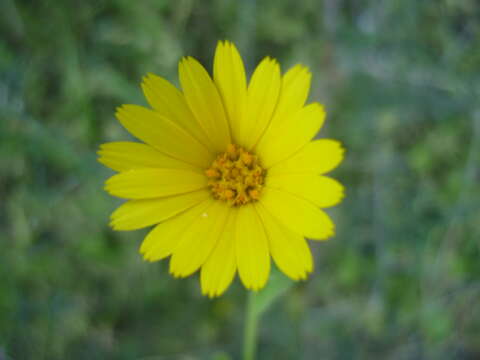 Image of field marigold