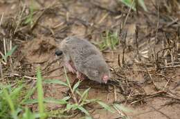 Image of Mole-rats