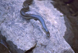 Image of Checkered Keelback Snake