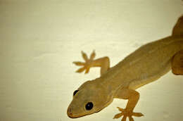 Image of Yellow-bellied house gecko