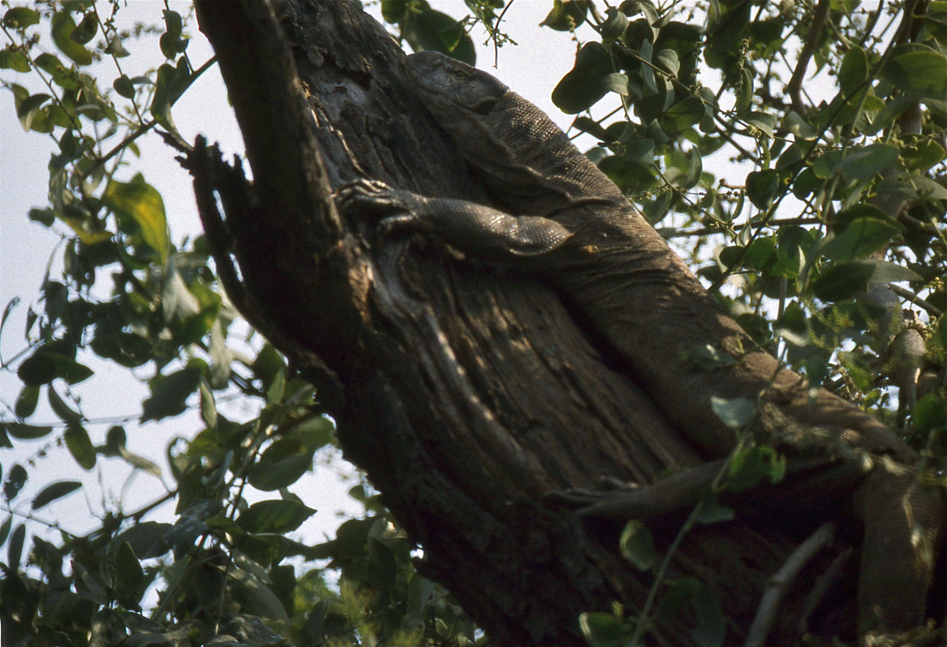 Image of Bengal Monitor Lizard