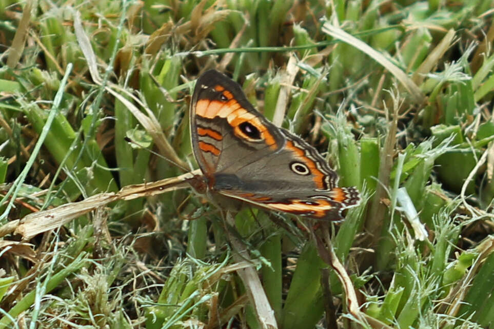 Image of <i>Junonia zonalis</i>