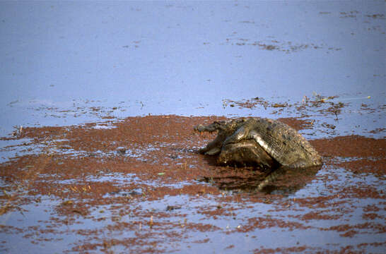 Image of Broad-snouted Crocodile