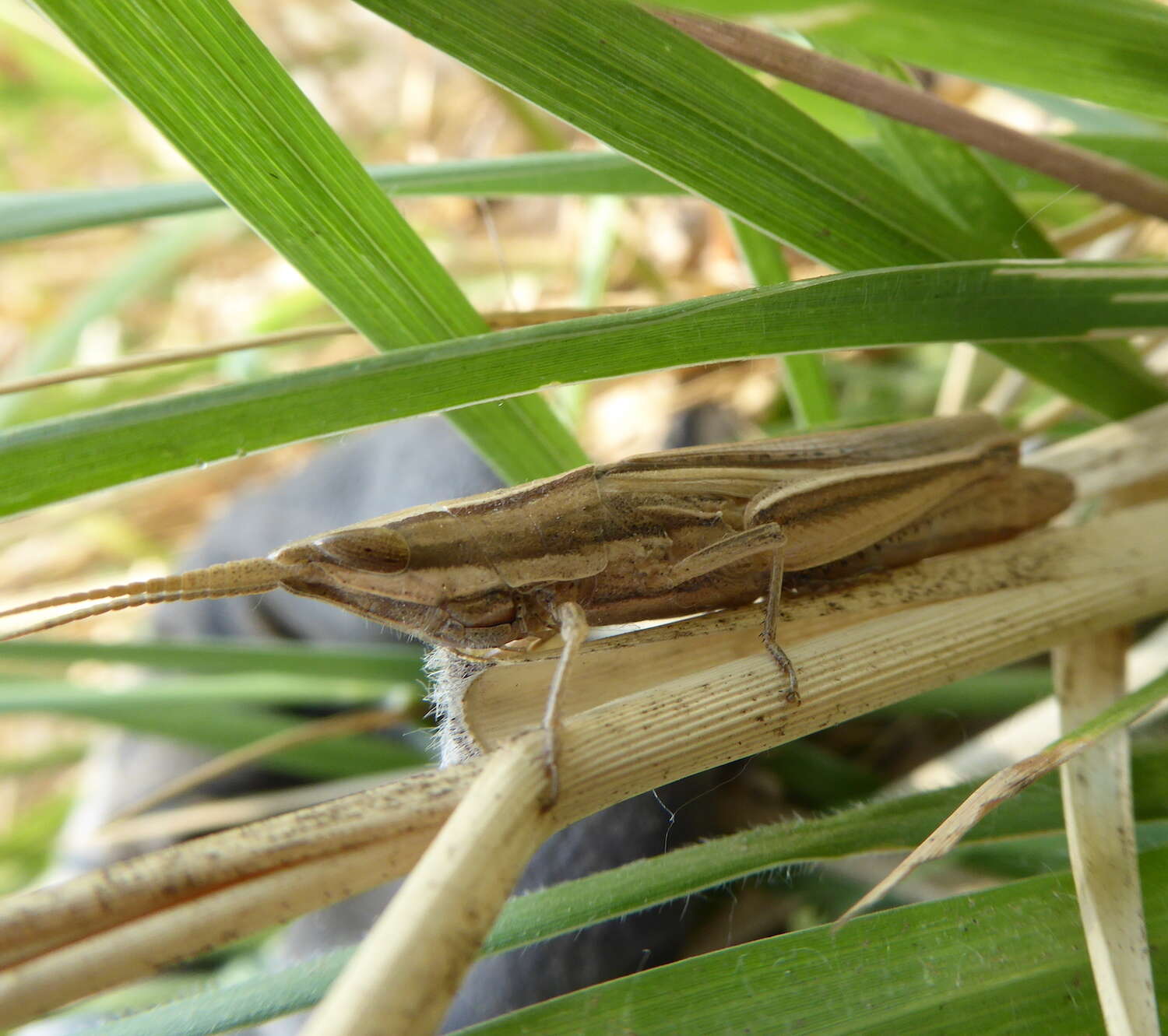 Platypternodes brevipes (Stål 1876)的圖片