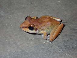 Image of Pristimantis zeuctotylus (Lynch & Hoogmoed 1977)