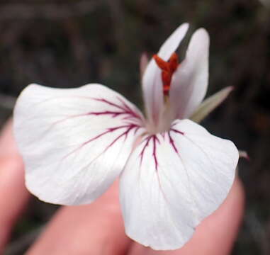 Imagem de Pelargonium longicaule Jacq.