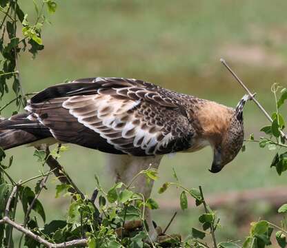 Nisaetus cirrhatus ceylanensis (Gmelin & JF 1788) resmi