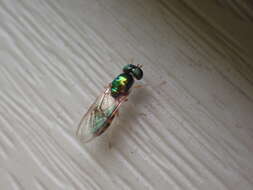 Image of Cephalochrysa canadensis (Curran 1927)