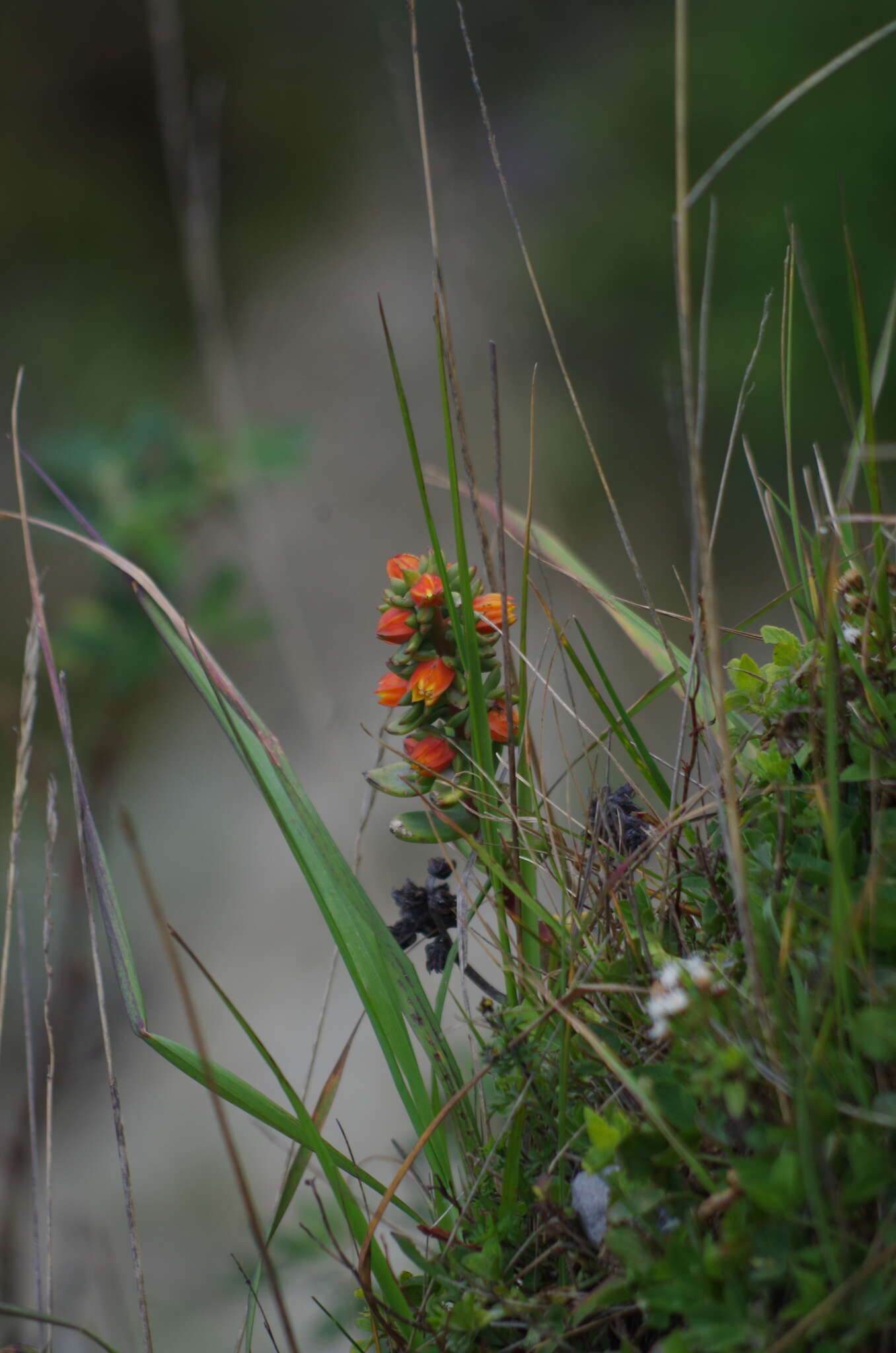 Image of Echeveria quitensis (Kunth) Lindley