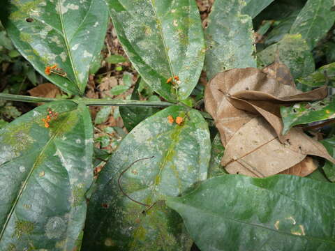 Image of Salacia lehmbachii Loes.